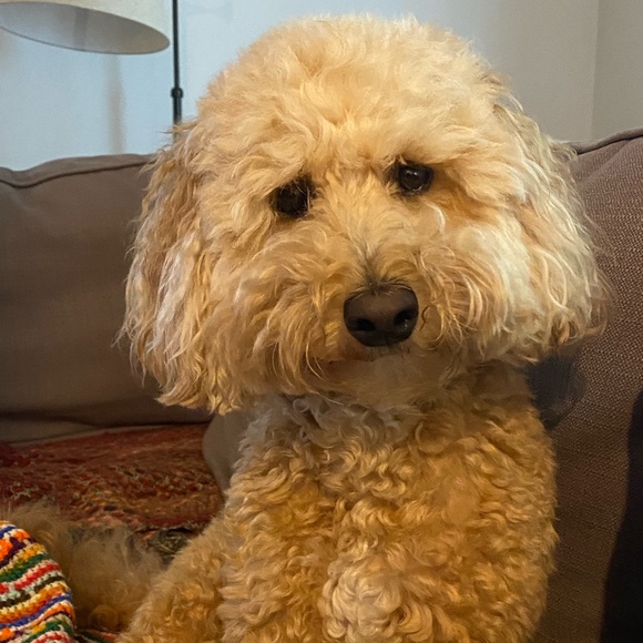 Meet the Posher Other - Meet your Posher, AC